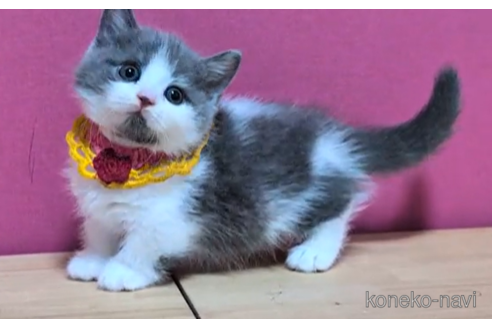 成約済の東京都のマンチカン(短足)-100751の5枚目